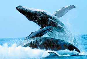 ballenas atacames